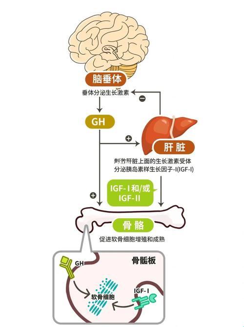 骨骺线已闭，激素狂打，还有戏吗？