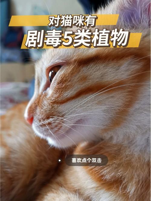 小苍兰，猫咪的“毒药”还是“蜜糖”？